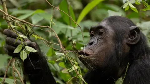 Chimpanzees Ingesting a Daily Dose of One Lager Per Day from Ripe Produce, Research Shows