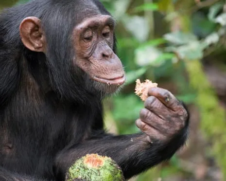 Apes Ingest Everyday Ethanol Equivalent to a Beer from Ripe Fruit