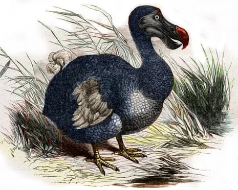 Experts Claim They’ve Made a ‘Pivotal Step’ in Reviving the Extinct Bird for the First Time in Three Centuries